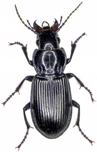 Réf. 193 096 : Pterostichus melanarius